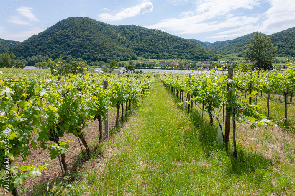 vineyard in Durnstein