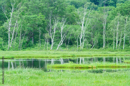 Green and white ermanii trunks in Oze swamp - 尾瀬湿原の緑と白いダケカンバの幹 photo