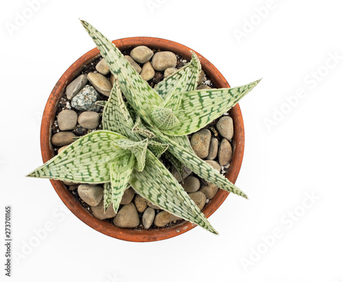 Aloe `Delta Lights` Plants In Clay Pot with Stones Isolated on White photo