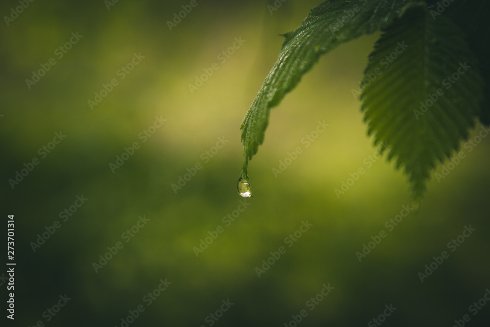 drops of water after the rain flow from the green leaves on the trees close-up. summer rain on a sunny day. wet weather in nature macro drops of water after the rain flow from the green leaves on the trees close-up. summer rain on a sunny day. wet weather in nature macro