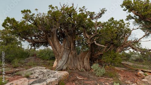 A very wide gnarled juniper tree with weathered trunk grows among slabs of sandstone in the southwest desert. © Melani