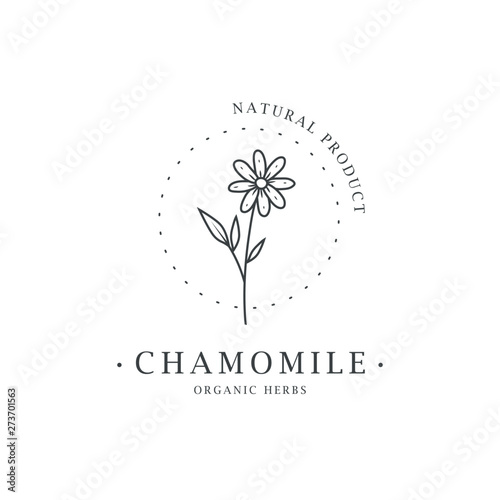 Chamomile flower. Logo for spa and beauty salon, boutique, organic shop, wedding, floral designer, interior, photography, cosmetic. Botanical floral element.