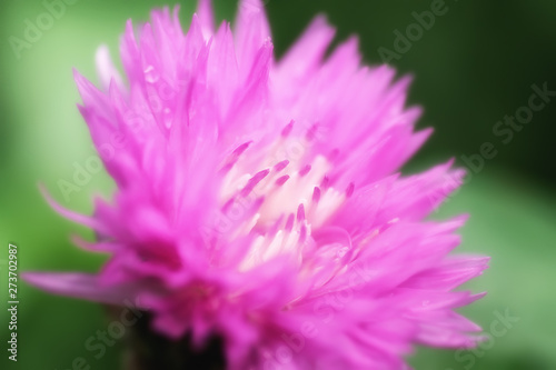 Natural flower image. Blooming pink flowers on the blurred background. © Vladimir Kazimirov