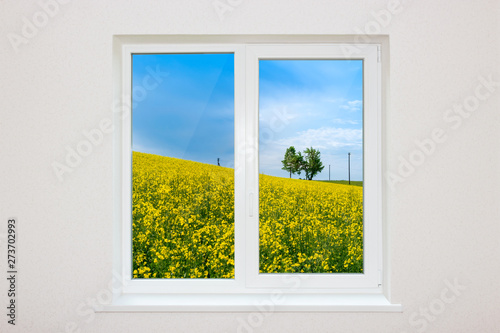 View over a window of a rapeseed field