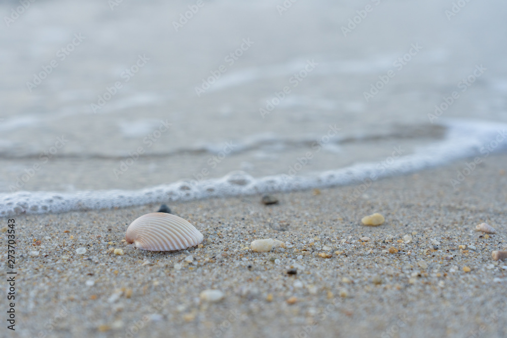 Sea shell on the sand
