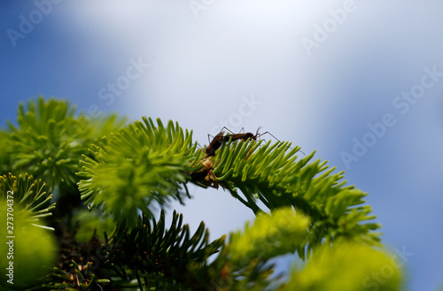 insecte sur un conifère photo