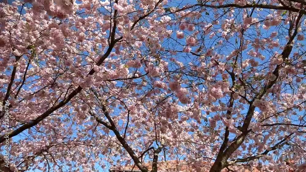 Timelapse of sakura trees moving with the wind in Sweden. Timelapse of sakura trees moving with the wind in Sweden.