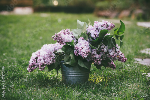 lilacs in the garden photo