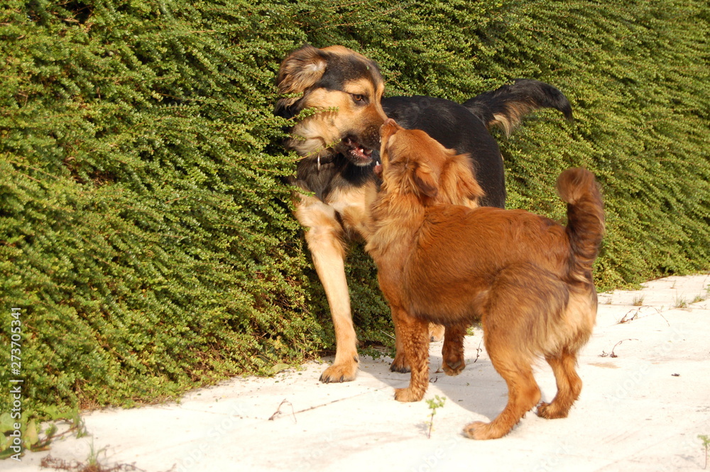 Dogs playing in the park