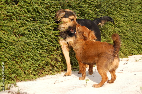 Dogs playing in the park