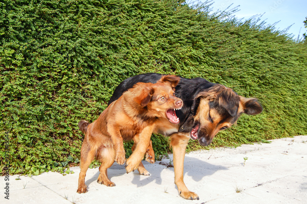 Dogs playing in the park