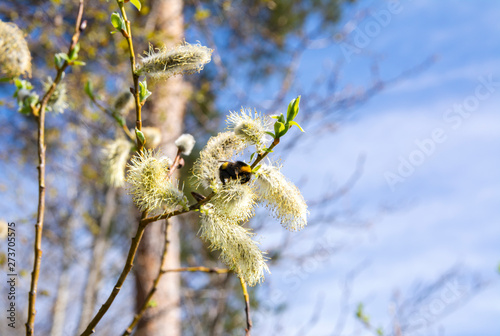 Branches of blooming willow and a bumblebee, Kirkkonummi, Finland photo