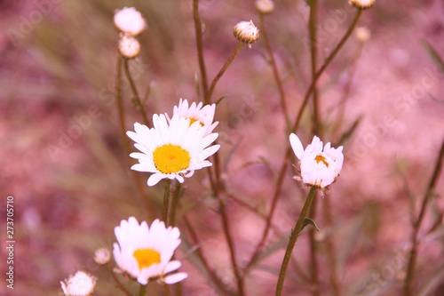 beautiful white meadow daisies on the flower bed