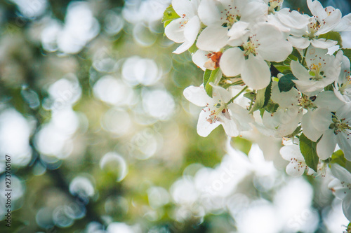 white flower of apricot tree closeup on blurred bokeh background. spring flowering of fruit trees close-up. blooming branch in the garden. copy space