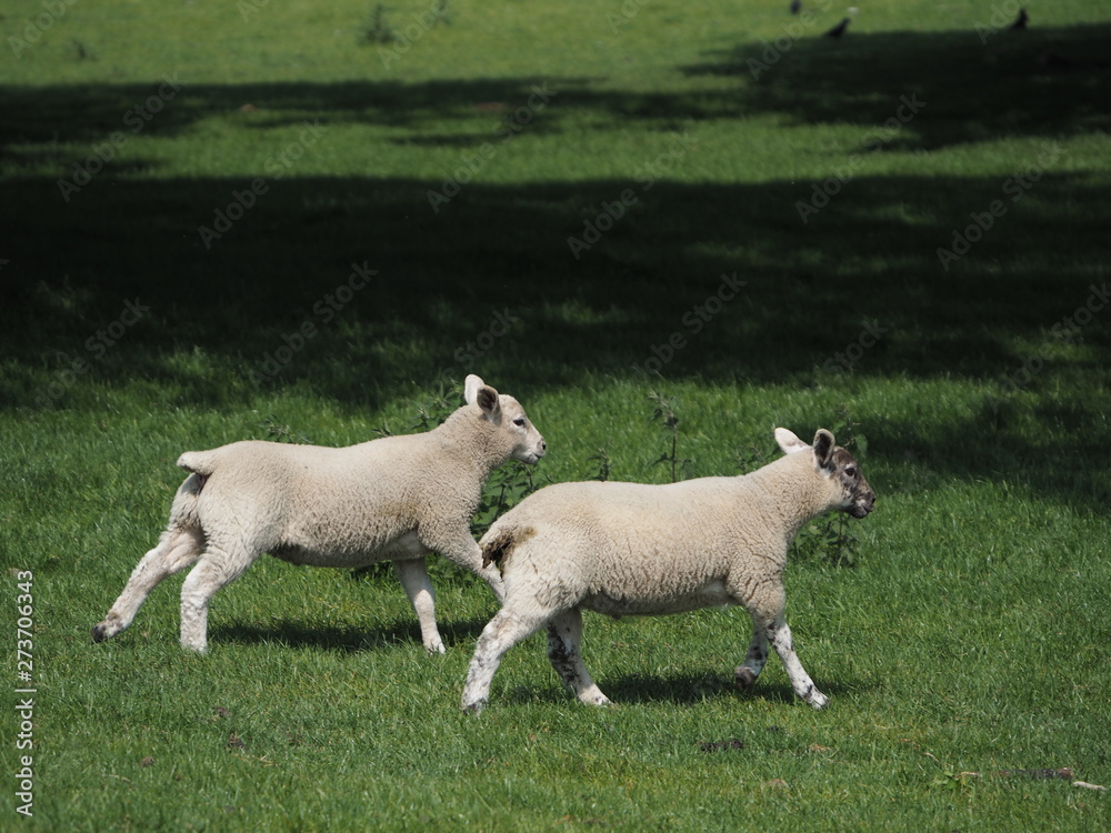 Obraz premium Two lambs running back to the herd