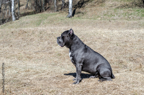 Fototapeta Naklejka Na Ścianę i Meble -  Italian cane Corso in profile. Dog breed cane Corso gray sits on dry grass.