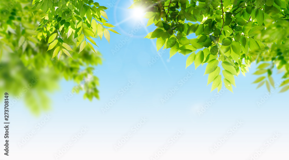 Fototapeta premium 화창한 봄, 밝은 햇살 나무배경 