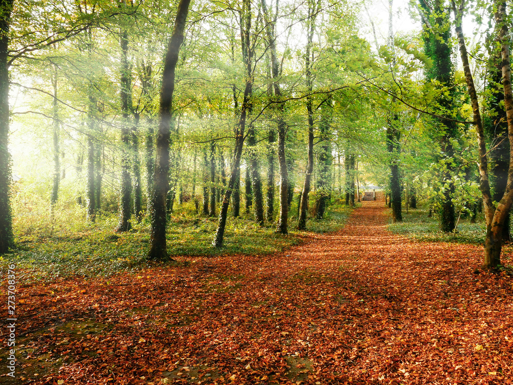 Sun rays in park landscape, Path way is covered with orange leafs. Concept: fall, autumn,
