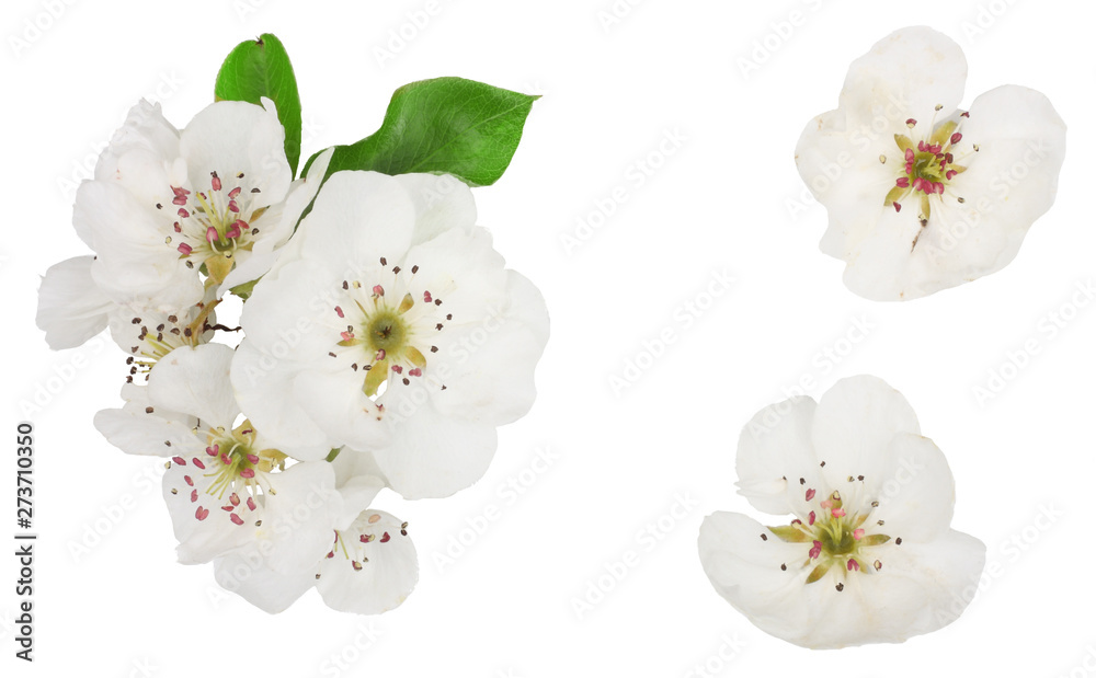 Flowers of pear isolated on white, top view, top view Flowers of pear isolated on white, top view, top view