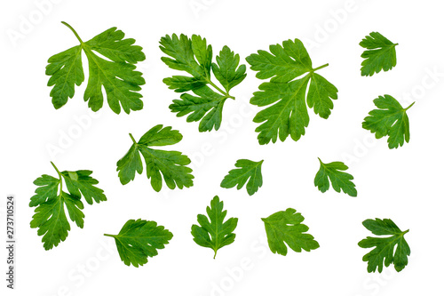 Green leaves of parsley isolated on white, top view
