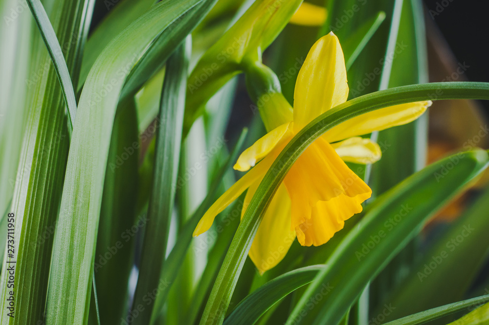 Obraz premium Yellow flower of narcissus in green grass close up.