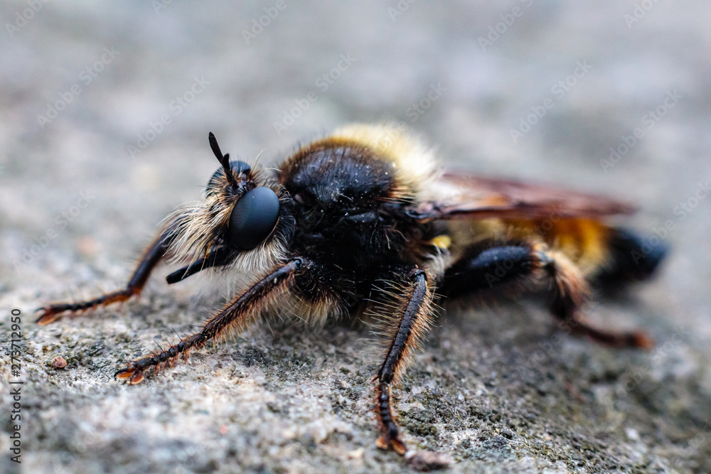 Wierzchołówka żółtowłosa (Laphria flava) Wierzchołówka żółtowłosa (Laphria flava)