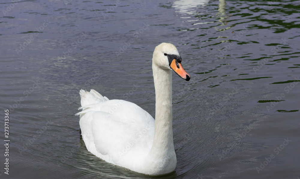 White Swan isolated. White swan on the lake White Swan isolated. White swan on the lake