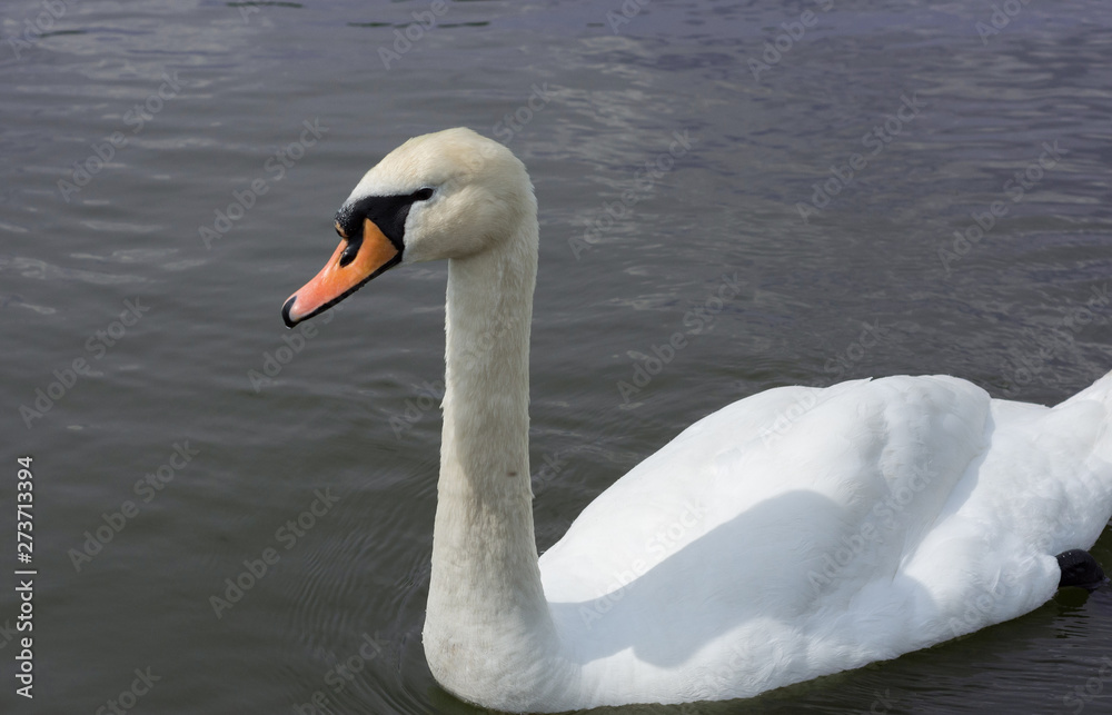 White Swan isolated. White swan on the lake White Swan isolated. White swan on the lake