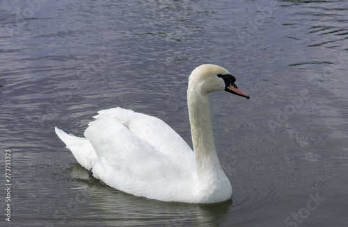 White Swan isolated. White swan on the lake 