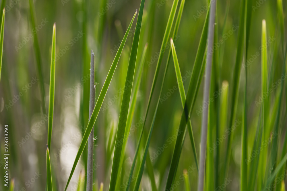 Fresh green grass on the lawn. Natural green blurred background. Fresh green grass on the lawn. Natural green blurred background.