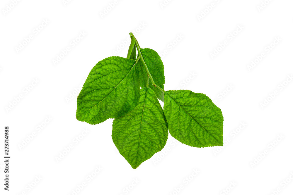A sprig with lime leaves on a white background. A sprig with lime leaves on a white background.