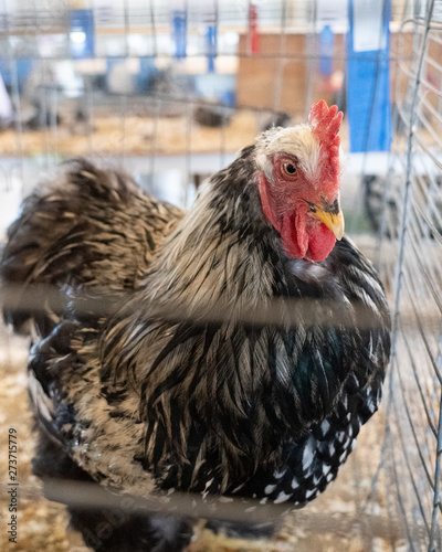 Barnyard menagerie of animals at a county fair 4H and FFA fair entries 
