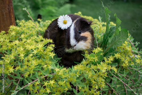 Black guinea pig in yellow flower