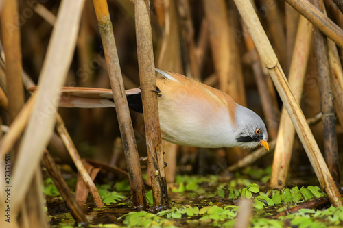 Bearded Tit - Panurus biarmicus, beautiful small perching bird from European reeds, Hortobagy National Park, Hungary. photo