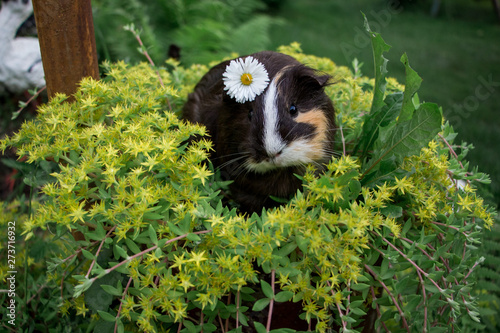 Black guinea pig in yellow flower