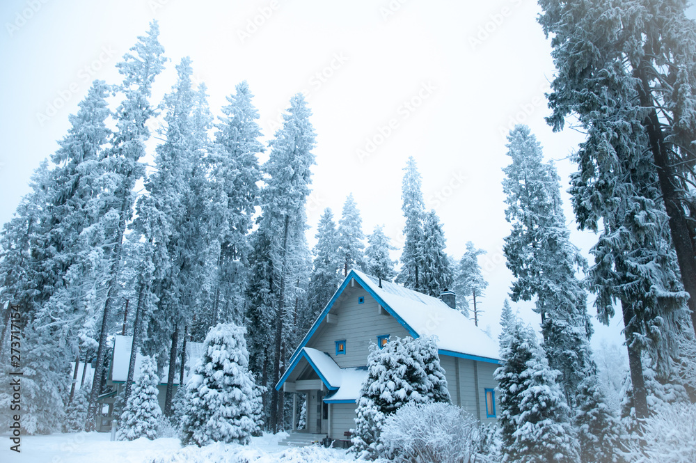 Beautiful winter forest and snow-covered house. Firs and pines in the snow, landscape