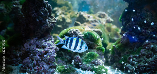 Abudefduf sexfasciatus. Fish swimming in the ocean, against a background of corals
