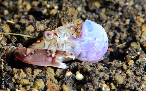 Underwater world - a small crab is eating a shell. Night diving  macro photography. Tulamben  Bali  Indonesia.