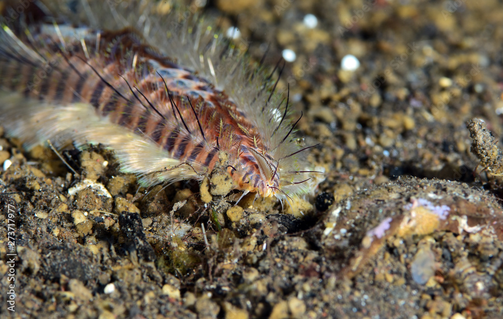 Amazing underwater world - a sea fire worm. Diving, macro photography. Tulamben, Bali, Indonesia. 