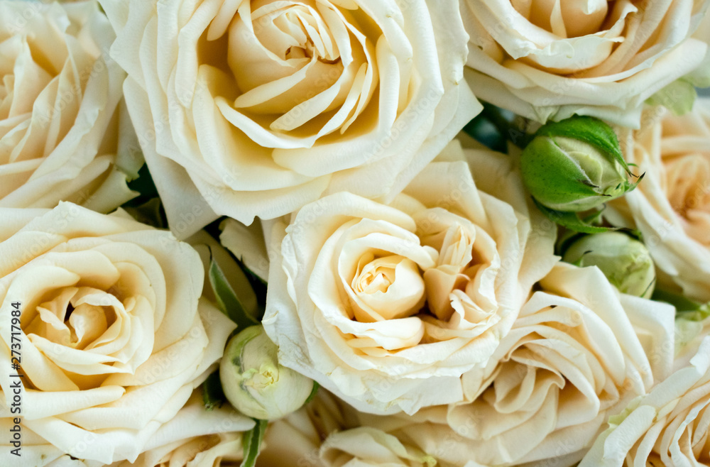 White roses background. Flower buds of the roses closeup. White roses background. Flower buds of the roses closeup.