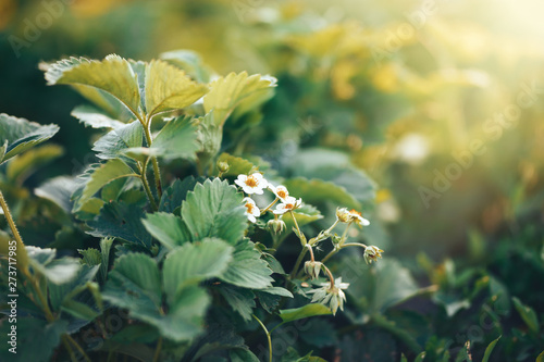 Strawberry plant blooms in the garden. Blooming strawberries. Garden strawberries growing in the garden. Strawberry flowers on green naature backgrund photo