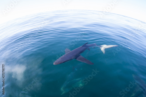 A Blue shark  Prionace glauca  swims in the temperate waters of the Atlantic Ocean off the coast of New England. These sharks sometimes work together to herd prey in order to feed more easily.