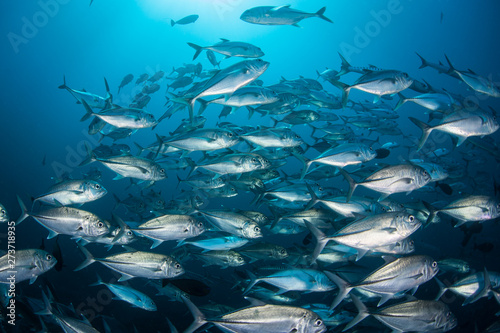 A large school of Bigeye jacks, Caranx sexfasciatus, swims in the deep, blue waters of the Solomon Islands.