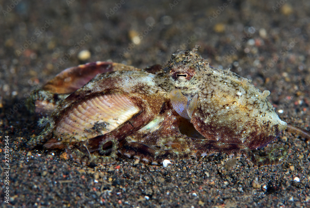 Amazing underwater world - Coconut Octopus. Diving, macro photography, night dive. Tulamben, Bali, Indonesia.
