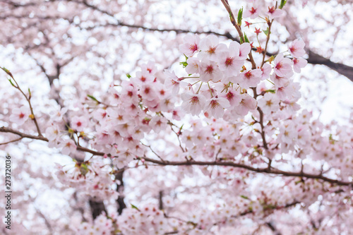 Cherry blossom, Sakura flower close up in spring season at Yokohama, Japan