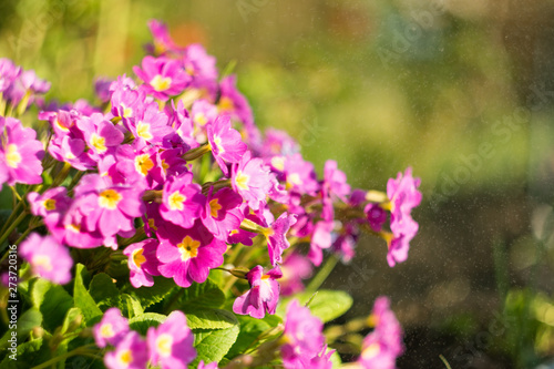 Pink primrose or primula in the spring garden with spray of water. Blurred motion of water spray with deep bokeh