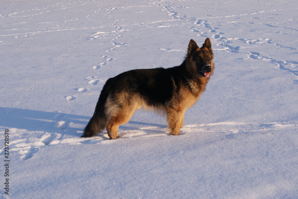 Fototapeta premium owczarek niemiecki dlogowlosy