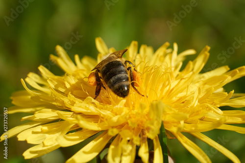 Biene und Blüten