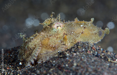 Amazing underwater world - Coconut Octopus. Diving, macro photography, night dive. Tulamben, Bali, Indonesia. © diveivanov