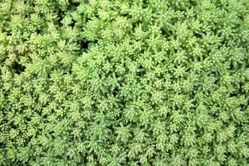 sedum succulent plants of the family